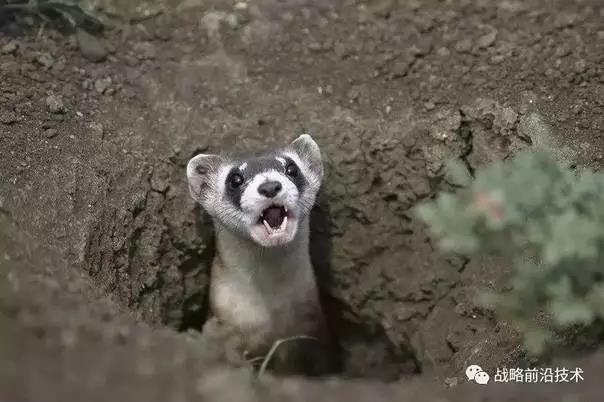 基因和干細胞技術將使得瀕危動物不再滅絕