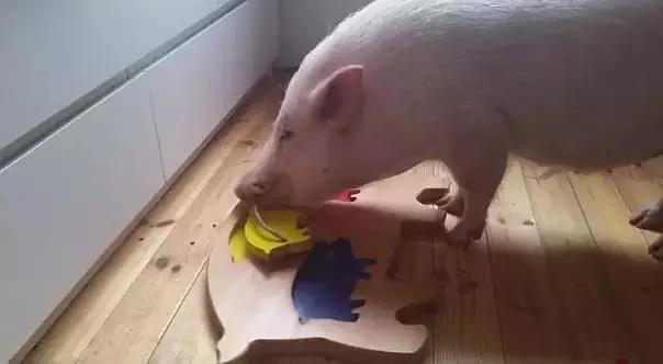 豬