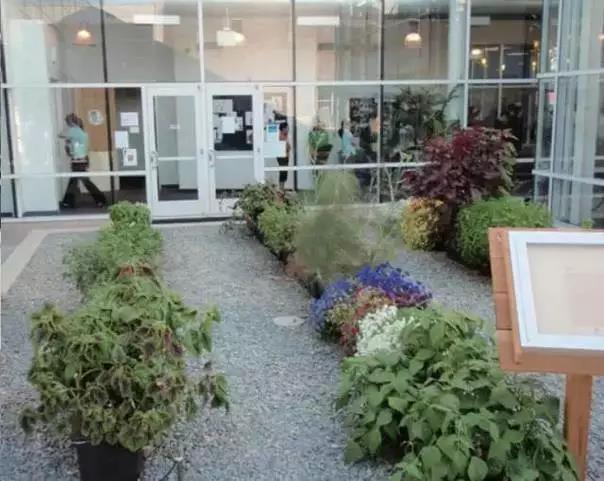 Google員工學習以色列的滴灌技術種植的蔬菜瓜果