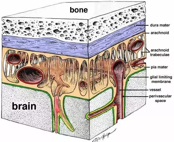 馬斯克腦機融合系統(tǒng)Neuralink