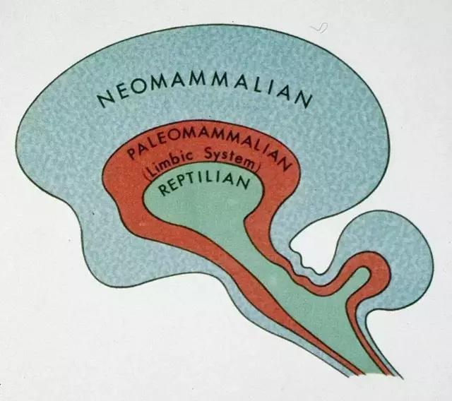 馬斯克腦機融合系統(tǒng)Neuralink