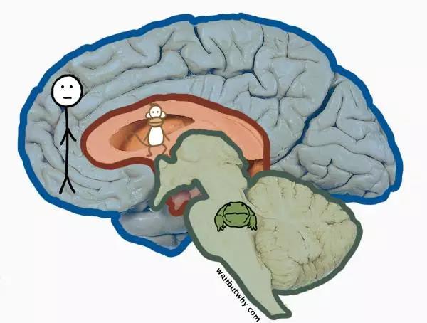 馬斯克腦機融合系統(tǒng)Neuralink