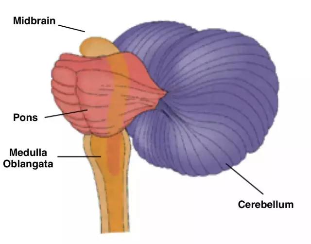 馬斯克腦機融合系統(tǒng)Neuralink
