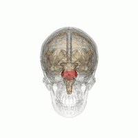 馬斯克腦機融合系統(tǒng)Neuralink