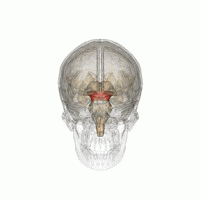 馬斯克腦機融合系統(tǒng)Neuralink