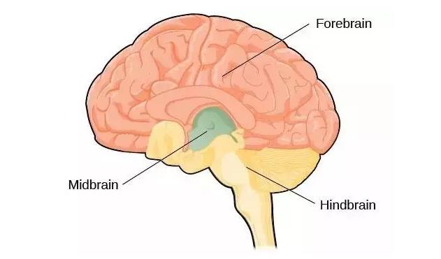 馬斯克腦機融合系統(tǒng)Neuralink