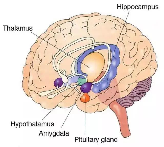 馬斯克腦機融合系統(tǒng)Neuralink