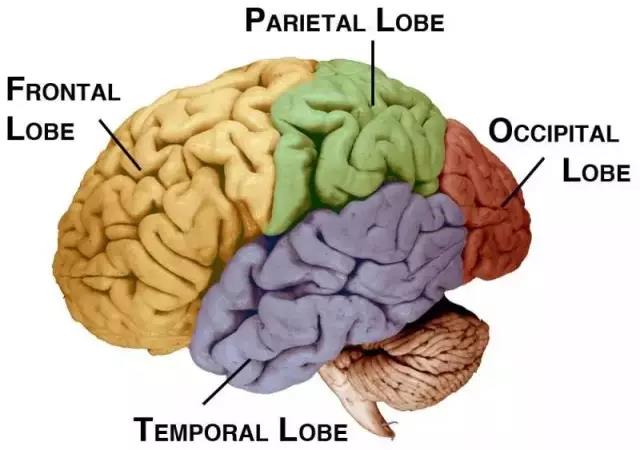 馬斯克腦機融合系統(tǒng)Neuralink